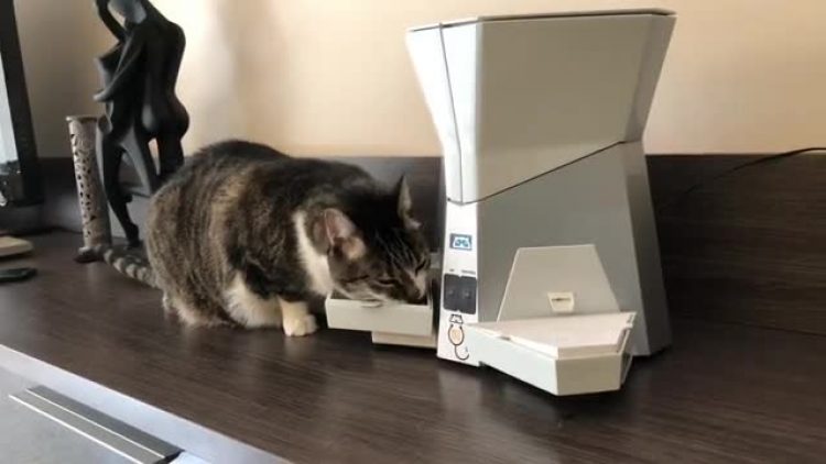 Petpresso Smart Cat Care Device