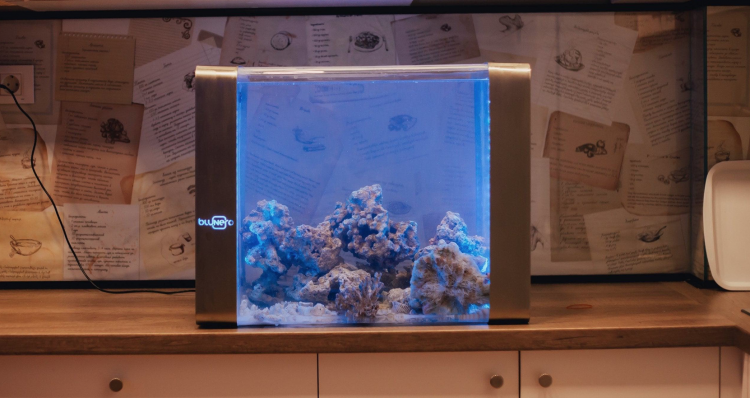 Bluenero – „умный” аквариум для дома и офиса