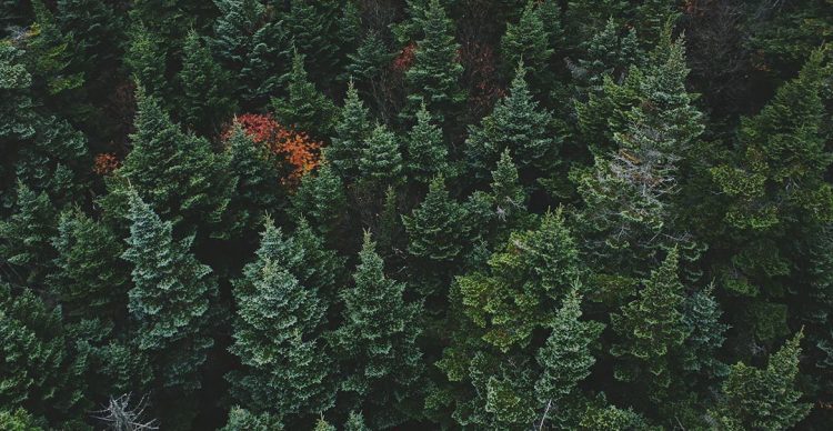 Prima pădure inteligentă din România: inițiativa care poate opri defrișările ilegale